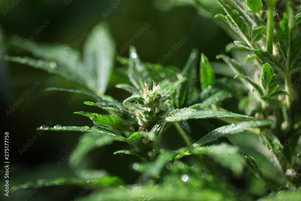 plant hemp blooming. medical cannabis growing. marijuana farm plant hemp blooming. medical cannabis growing. marijuana farm