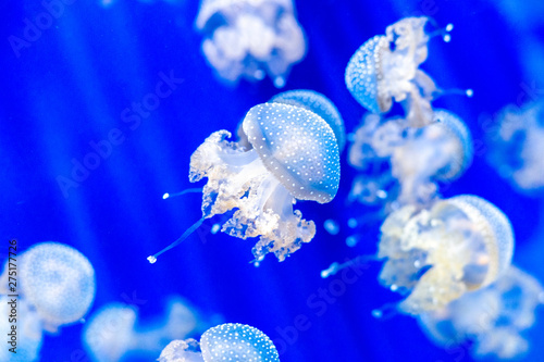 white spottet jellyfish