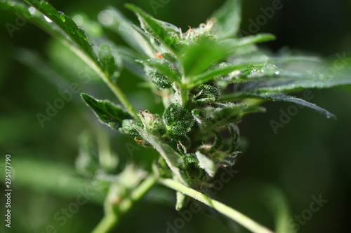 plant hemp blooming. medical cannabis growing. marijuana farm