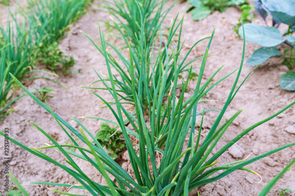 Ridges with green onion on the field. Selective focus. Agrary farming concept. Ridges with green onion on the field. Selective focus. Agrary farming concept.