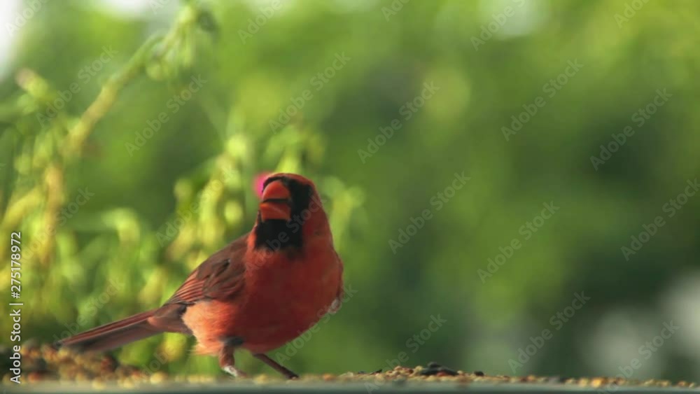 A male cardinal eating bird seed. Long lens and shallow depth of field. A male cardinal eating bird seed. Long lens and shallow depth of field.