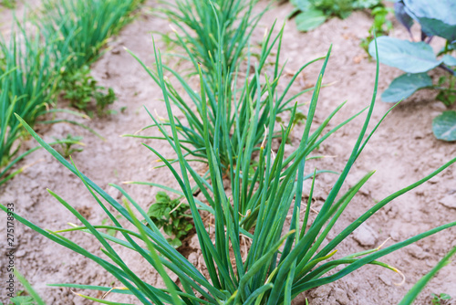 Ridges with green onion on the field. Selective focus. Agrary farming concept.