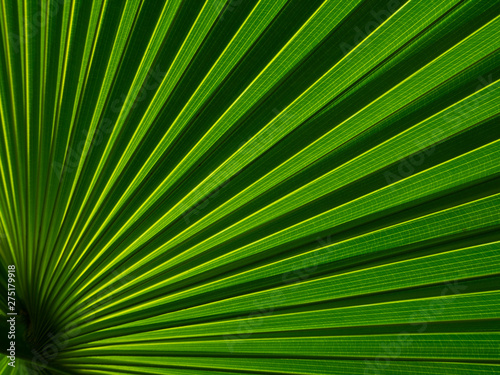 The texture of the green leaf of the palm tree to light