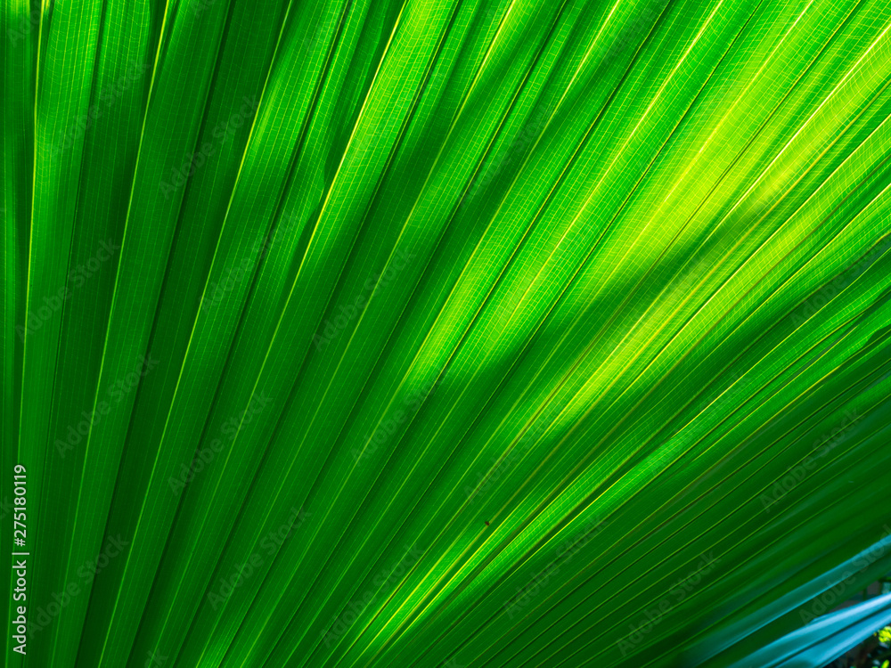 The texture of the green leaf of the palm tree to light The texture of the green leaf of the palm tree to light