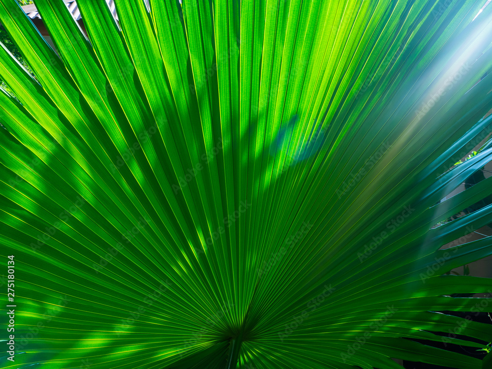Obraz premium The texture of the green leaf of the palm tree to light