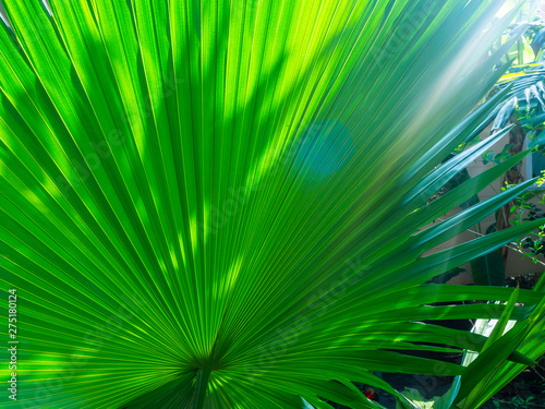 The texture of the green leaf of the palm tree to light