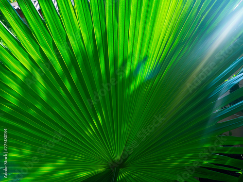 The texture of the green leaf of the palm tree to light