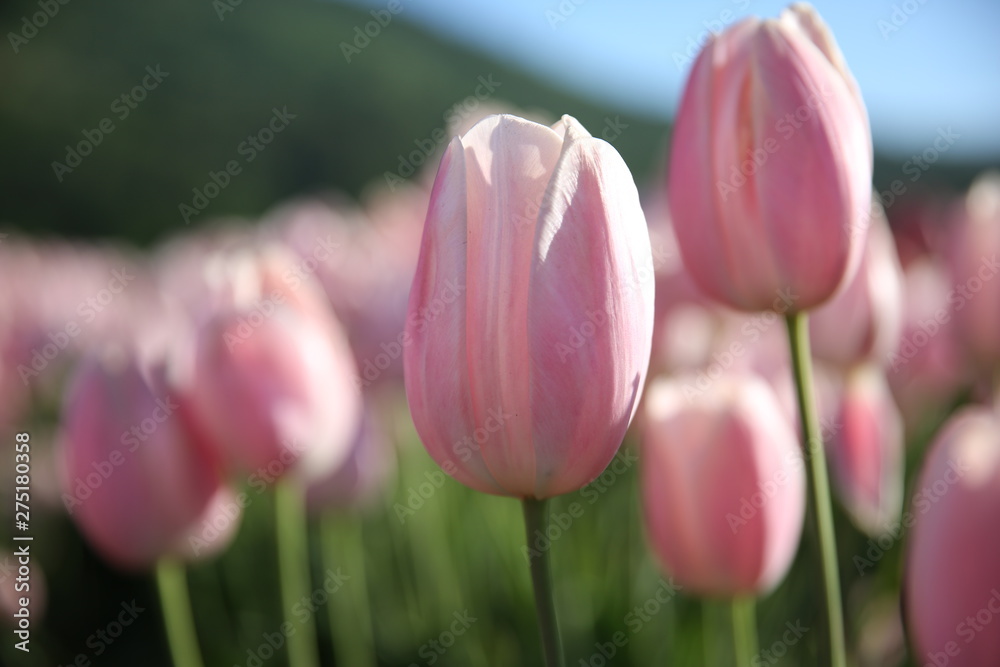 pink tulips in the garden pink tulips in the garden