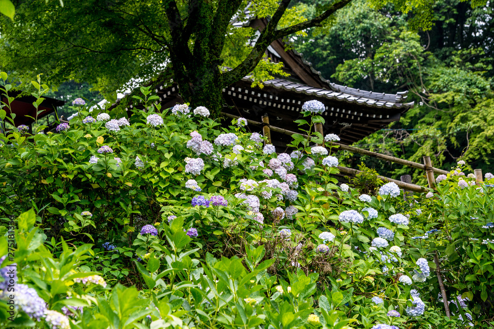 普光寺のアジサイ 普光寺のアジサイ