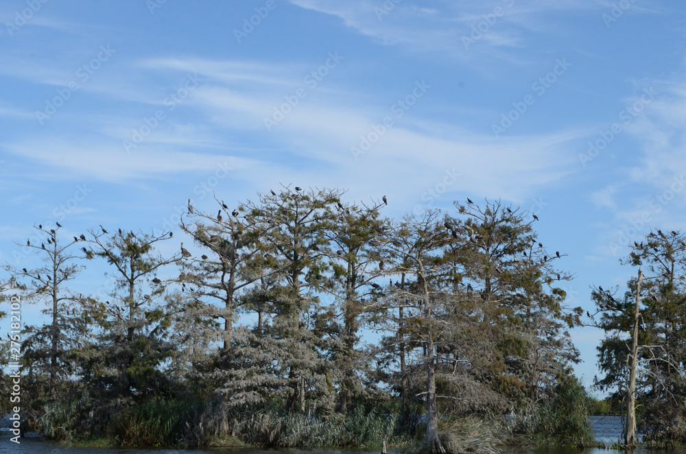 Louisiana Wetlands: Pelican-filled Cypress Swamp 2 Louisiana Wetlands: Pelican-filled Cypress Swamp 2
