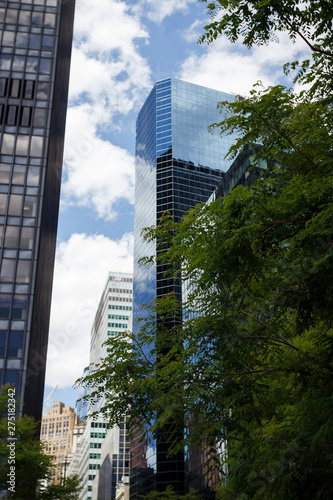 Green branches of trees against the background of glass skyscrapers and sky. Green branches of acacia on the background of high buildings in the style of high-tech. Skyscrapers of New York  Manhattan.