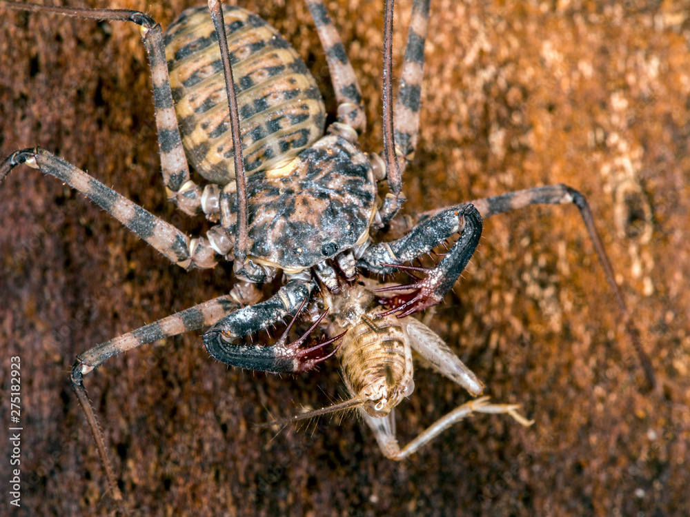 close-up of a young tailless whip scorpion, Damon diadema, feeding on a cricket, on bark close-up of a young tailless whip scorpion, Damon diadema, feeding on a cricket, on bark