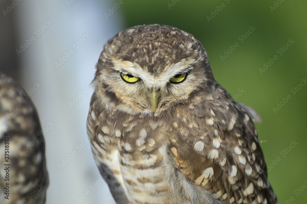 Fototapeta premium athene cunicularia