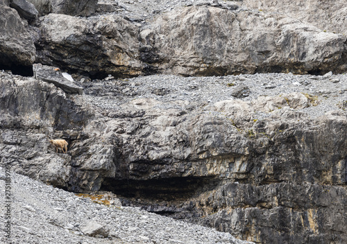 Wild animal on Alps, ibexes on the mountain slope