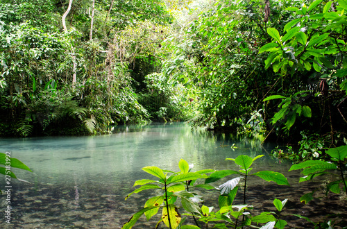 river jungle trees nature waterfall water forest 