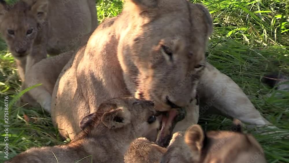 A lion cub approaches his mother and siblings as they gnaw on bones A lion cub approaches his mother and siblings as they gnaw on bones
