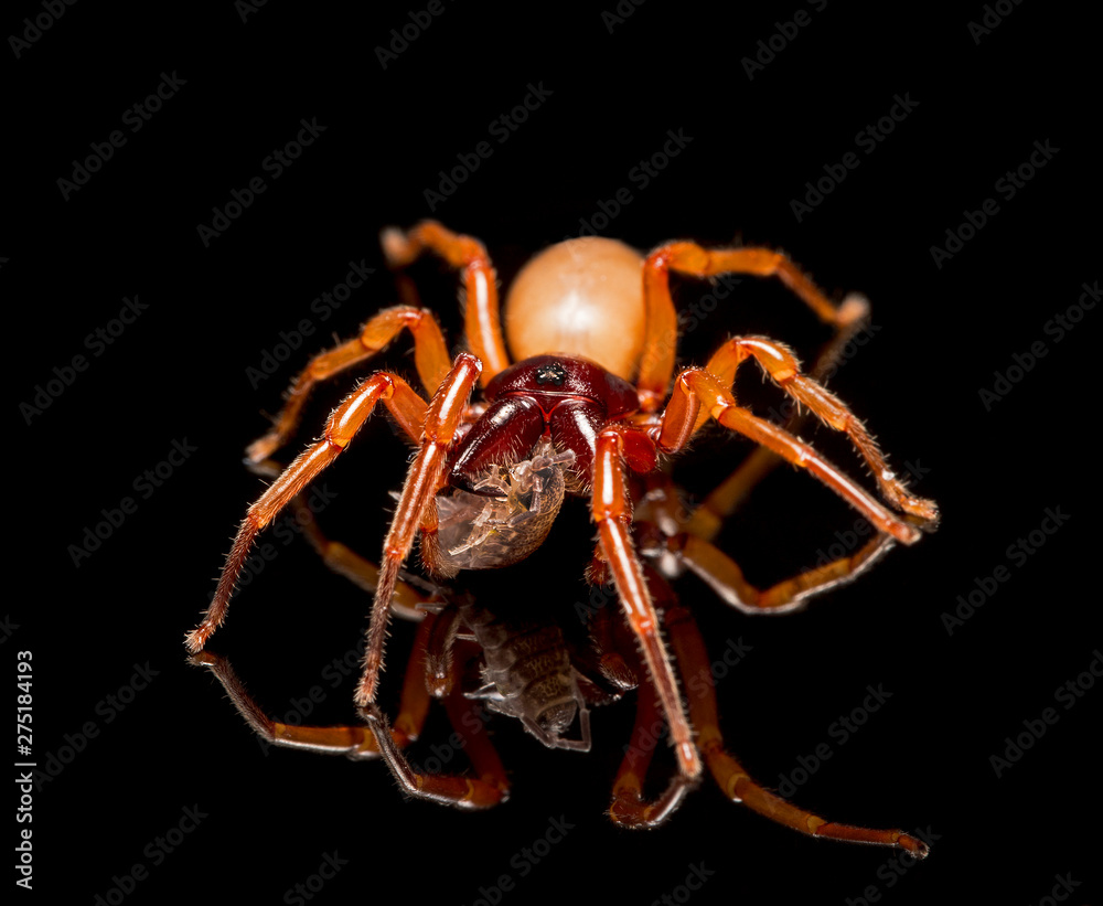 woodlouse spider, Dysdera crocata, feeding on pill bug, on black plexiglass with reflection woodlouse spider, Dysdera crocata, feeding on pill bug, on black plexiglass with reflection