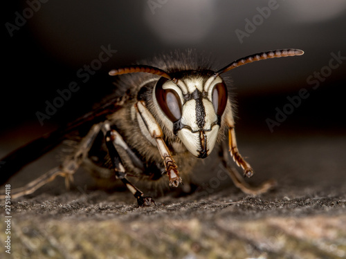 bald faced hornet, Dolichovespula maculata, portrait, on wood 