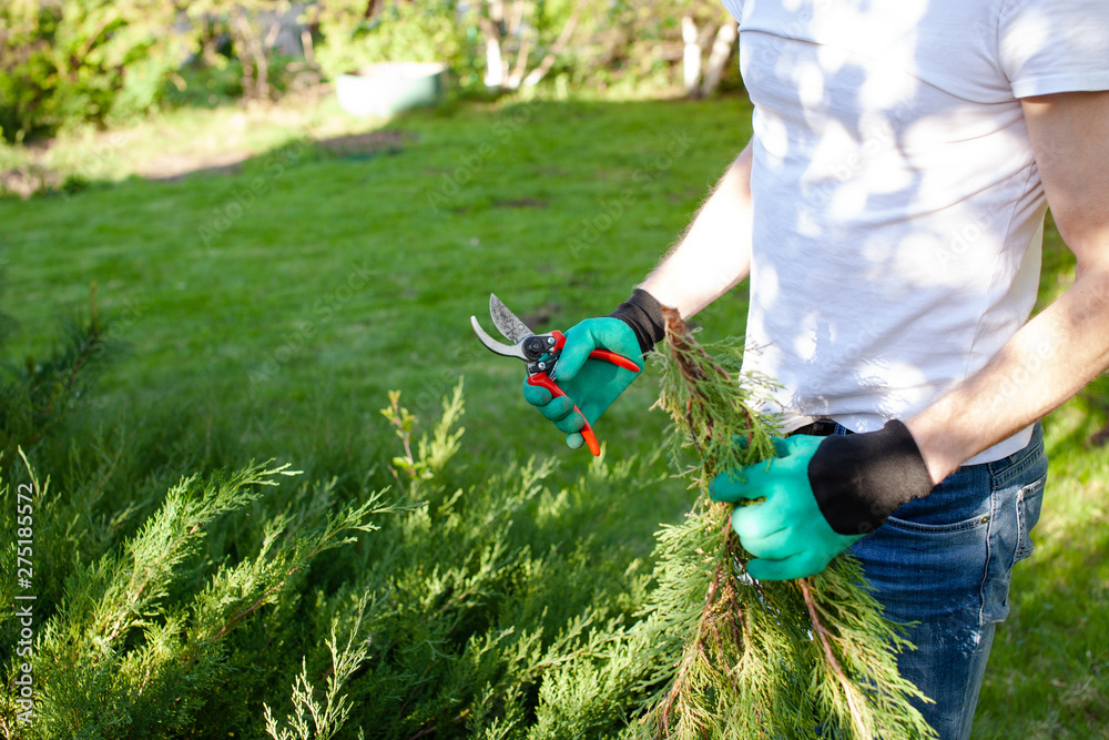 Naklejka premium Portrait of Young gardener cutting green bush. Man working in his own garden. Summertime concept. Close up.