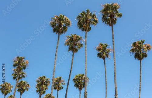 Multiple palm trees looking up into clear blue sky. 