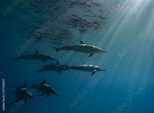 dolphin and sunrays © derek