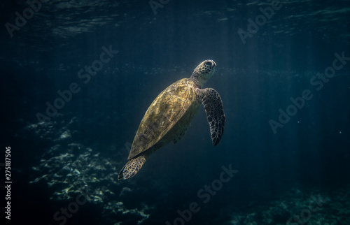 rising turtle © derek