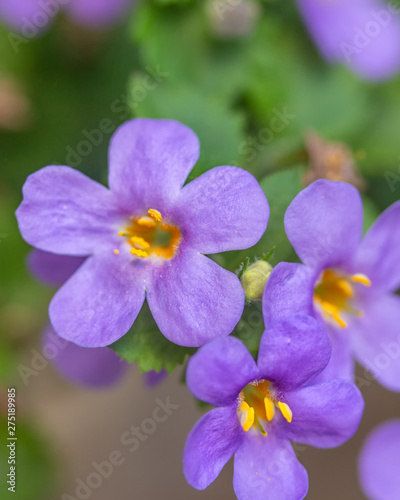Closeup of Purple Container Flowers