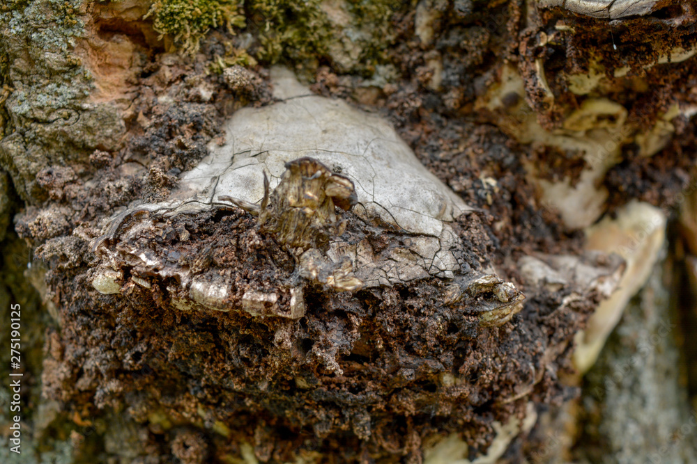 An old tree trunk bark, infected by fungal plant pathogen. White tree fungus An old tree trunk bark, infected by fungal plant pathogen. White tree fungus