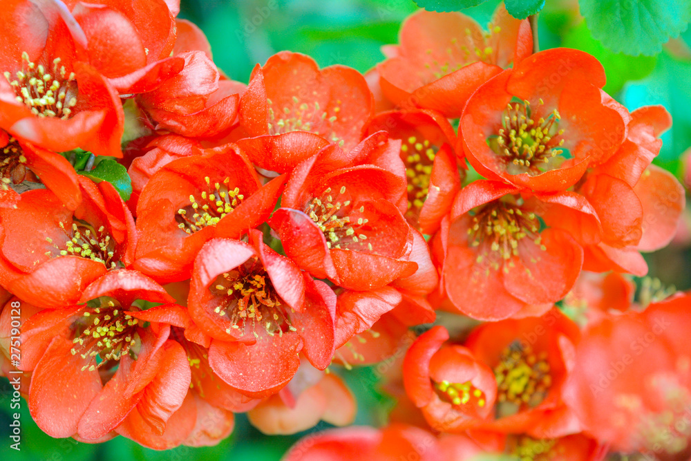 Close up of red flowers on bush branch. Blooming bush with green leaves and red Close up of red flowers on bush branch. Blooming bush with green leaves and red