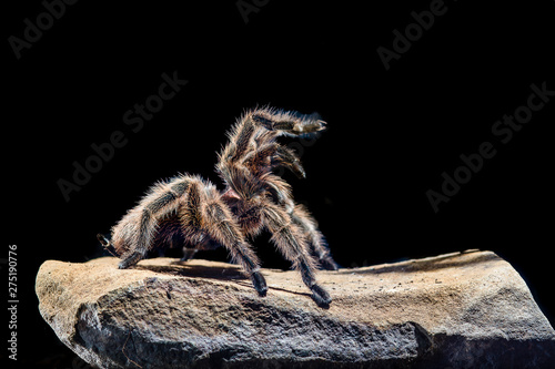 Chilean pink tarantula on a rock dark background