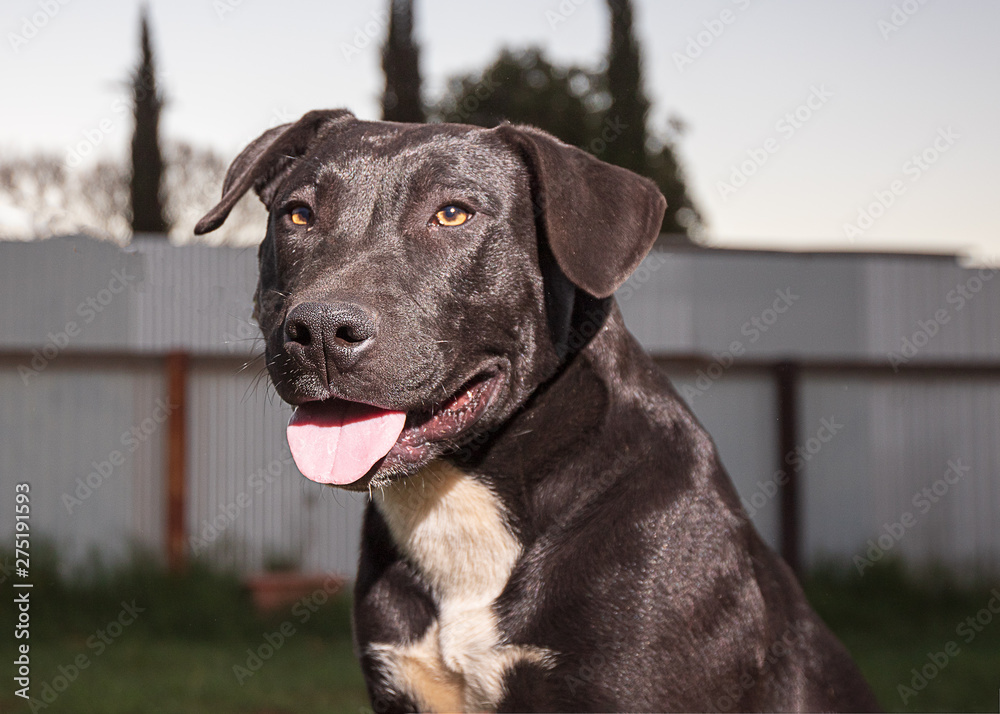 Dog in back yard