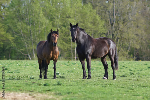 Two thoroughbred brown Latvian riding horses standing outdoors on a pasture in spring