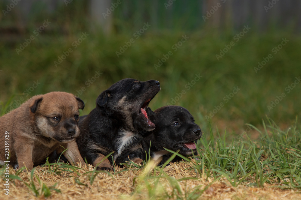 two puppies on grass two puppies on grass