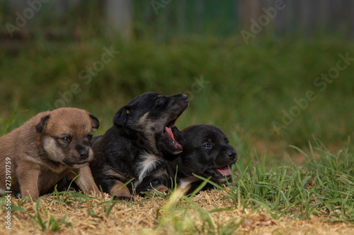 two puppies on grass