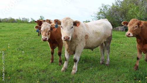 Curious Charolais steers looking at camera standing in the pasture field on a spring day