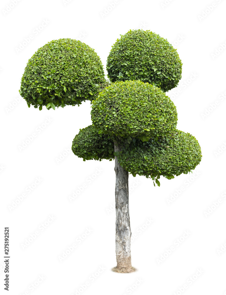 Tree isolated on white background Tree isolated on white background
