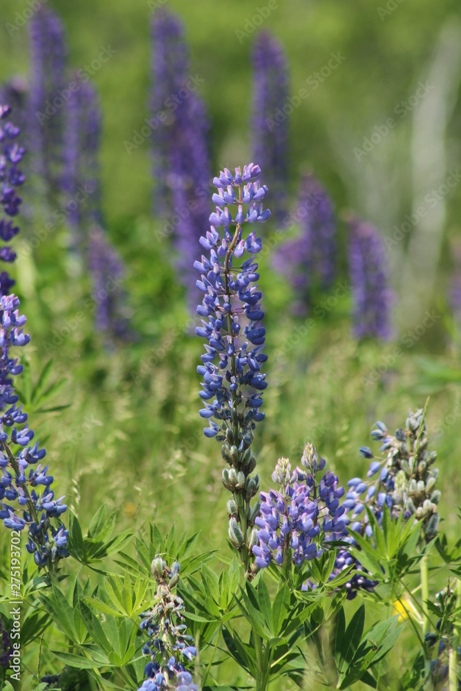 Fototapeta premium lupines on Deer Isle Maine 