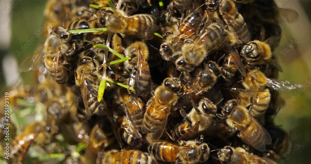 Swarm of bees, occitanie, France Swarm of bees, occitanie, France
