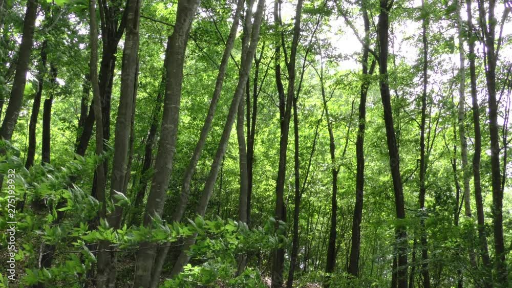 新緑の山里 新緑の山里