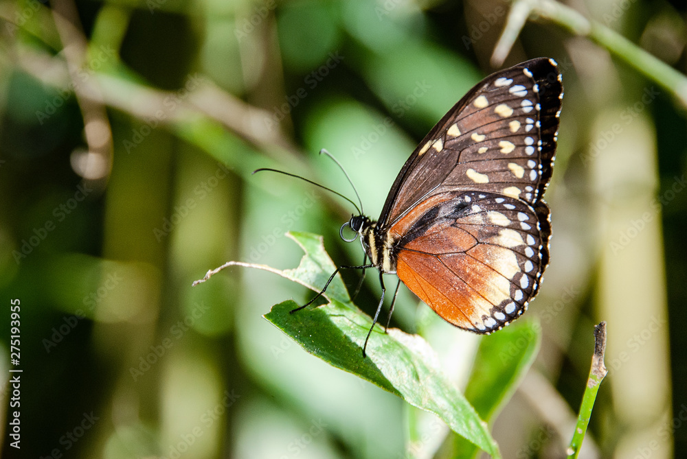 Obraz premium Mariposa Colombiana_Armenia-Quindio