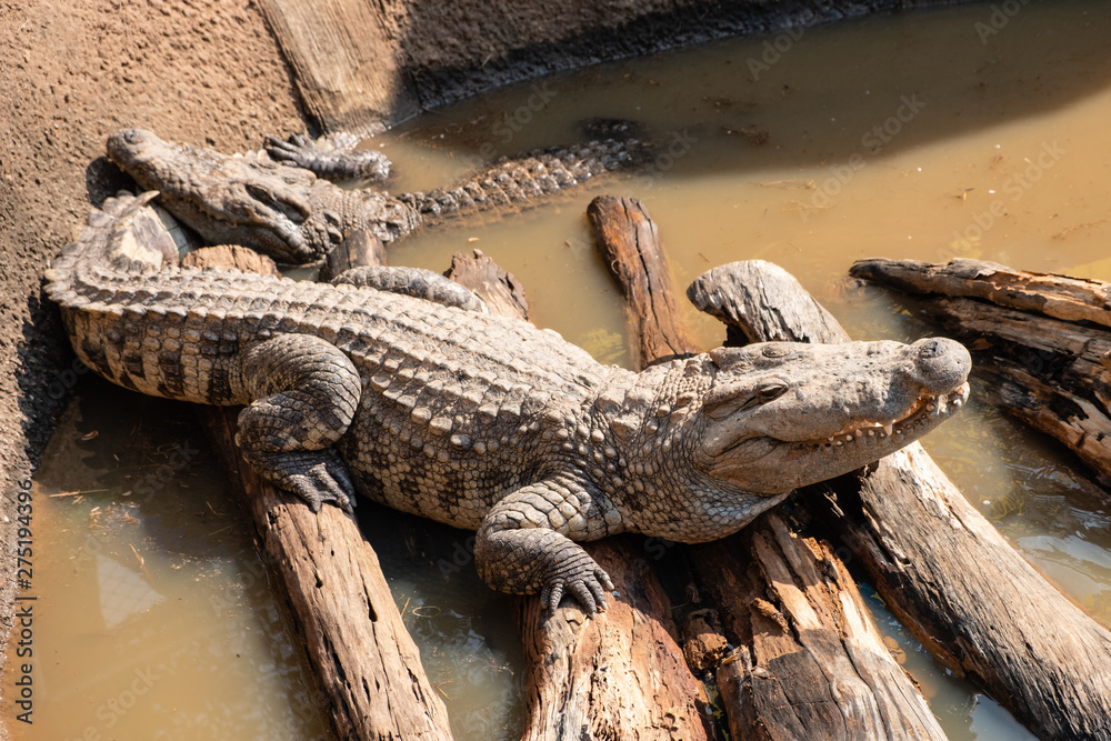 Fototapeta premium Crocodile in a crocodile farm