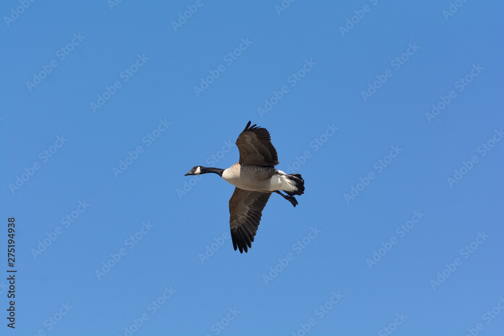 Lone Canada Goose flying through a blue sky Lone Canada Goose flying through a blue sky