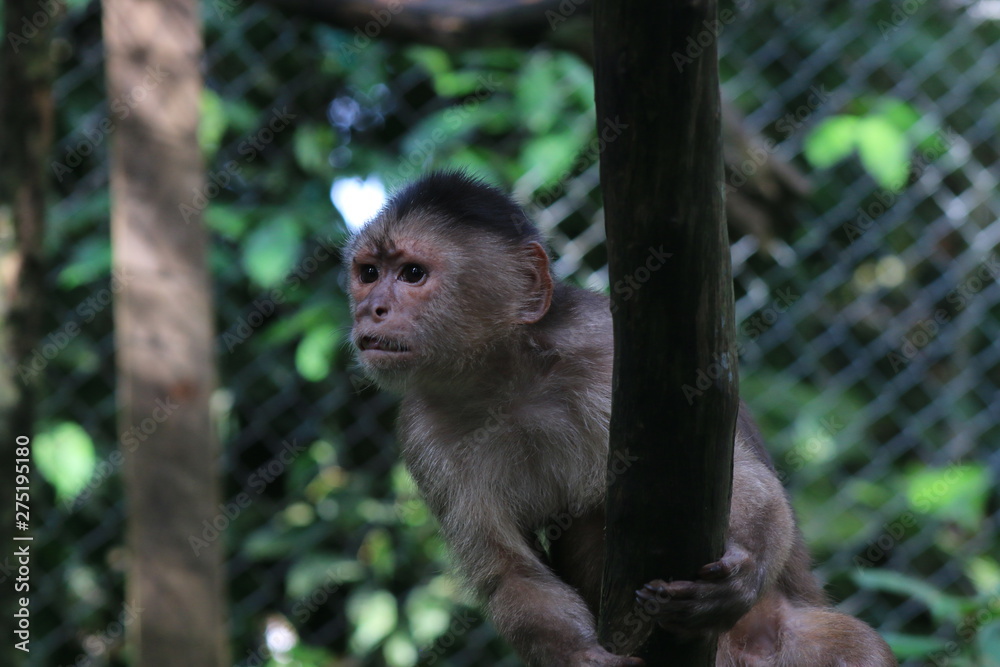 Fototapeta premium A grey capuchin monkey, cebus albifrons looking suprised