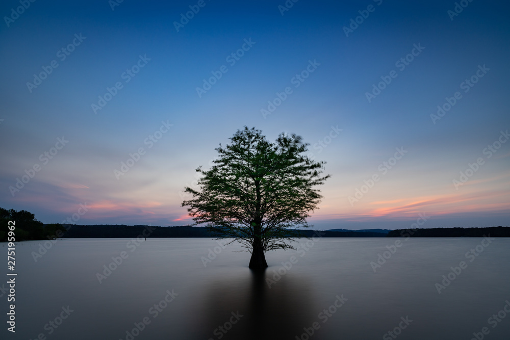 Lone Tree in Jordan Lake, North Carolina at Dusk