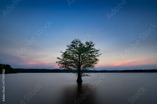 Lone Tree in Jordan Lake, North Carolina at Dusk