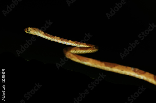 A blunt headed snake, imantodes lentiferus, a side view