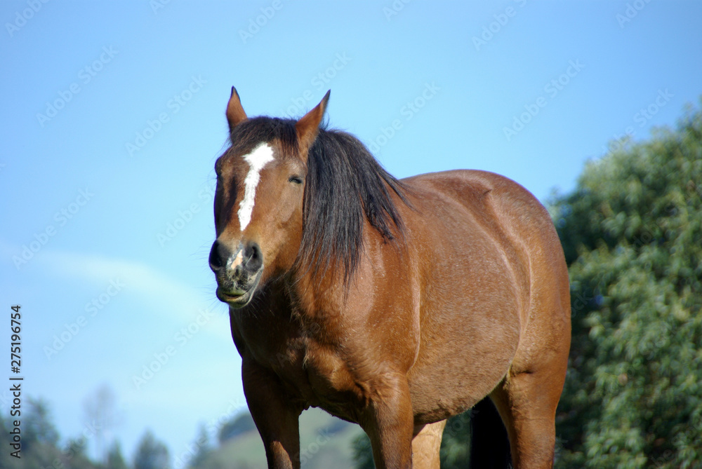 Fototapeta premium Horse with Eyes Closed and Lips Parted