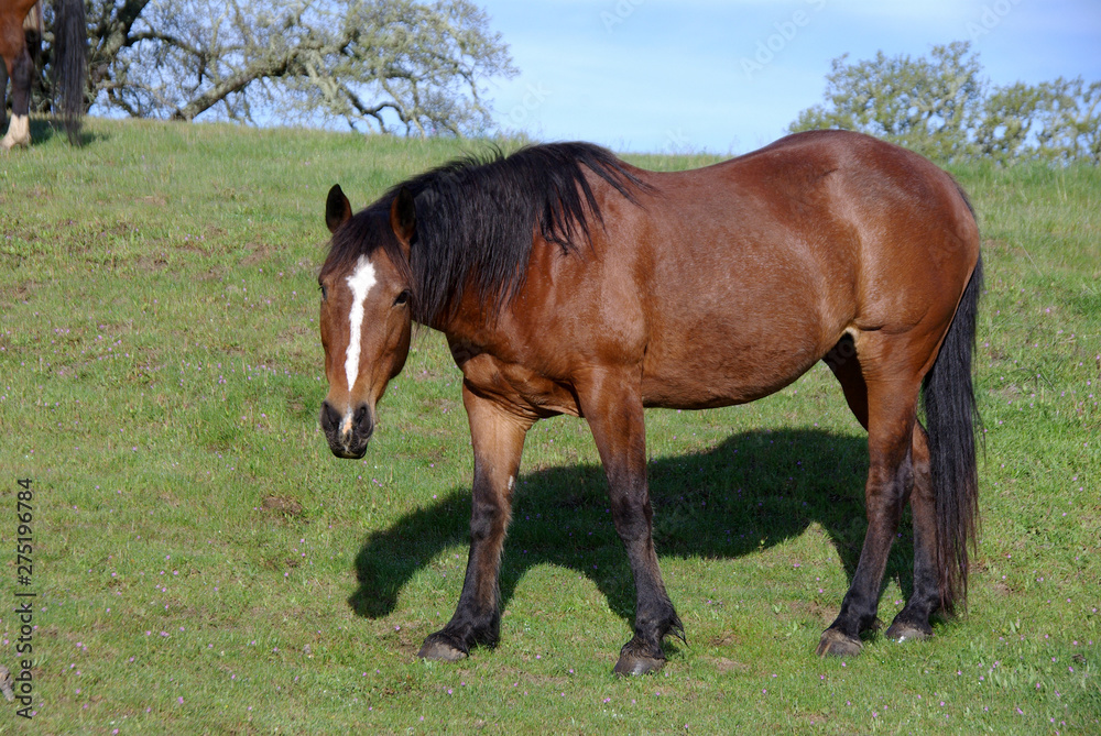 Fototapeta premium Horse Standing in Hillside Pasture