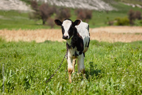  Cows graze in a field amid the rocks