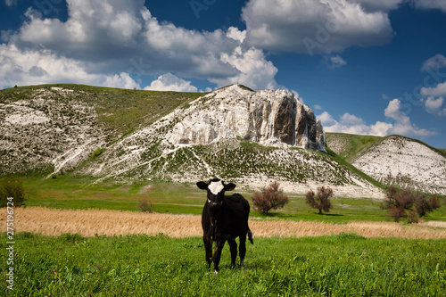  Cows graze in a field amid the rocks